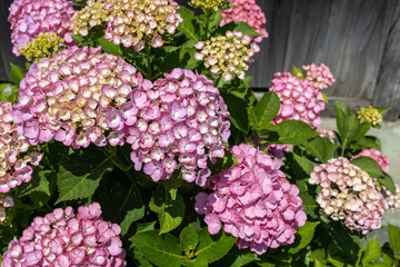 Pink hydrangea flowers in the garden blooming in early summer.