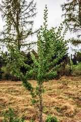 Fototapeta premium Macro - Forest - Europe, Romania, Suceava region