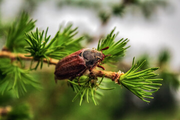 Macro  - Forest - Europe, Romania, Suceava region