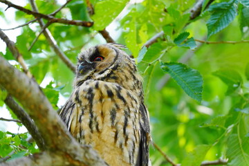 かわいいフクロウの雛