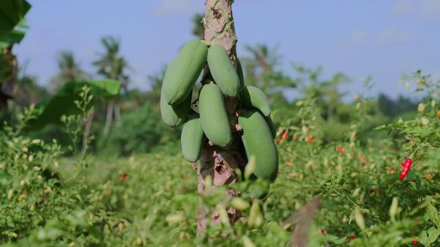 A video clip panning from left to right showing a papaya tree with green fruits and surrounding chili pepper plants in Bali, Indonesia. Bali, Indonesia.