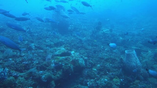 Schooling of Marr&rsquo;s fusilier fish (Pterocaesio marri) on the bottom of the Indo-West Pacific ocean
