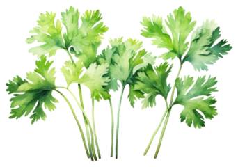 PNG Parsley herbs plant coriander.