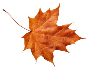 Obraz premium PNG Maple plant leaf tree.