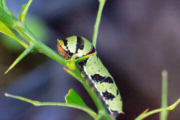 The caterpillar of the lemon butterfly or lime butterfly is green with black stripes. The caterpillar, papilio demoleus, is found on a lime tree.