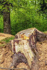 Landscapes - Forest - Europe, Romania, Suceava region