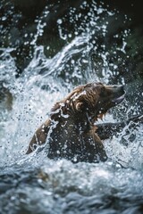 Brown Bear Splashing in River with Dynamic Water Movement