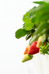 Strawberries in a greenhouse