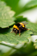 Bumble bee on a green strawberry leaf