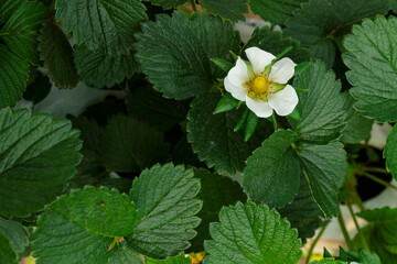 Closeup shot of strawberry plant with a flower