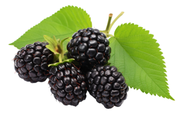 A Handful of Ripe Blackberries on a Branch With Lush Green Leaves on a White or Clear Surface PNG Transparent Background.