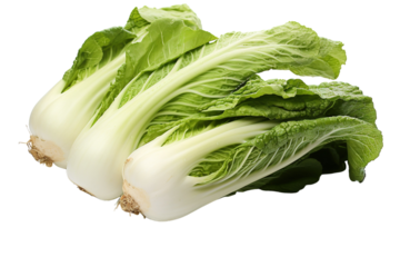Freshly Harvested Bok Choy, Ready For The Kitchen on a White or Clear Surface PNG Transparent Background.