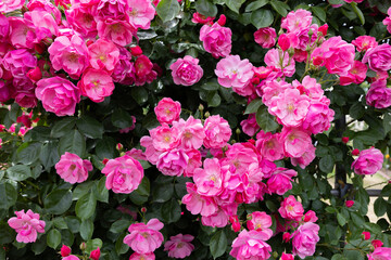 Beautiful pink cup shaped rose flowers blooming in a garden in Nagano.