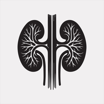 black and white kidneys anatomy clip art preview