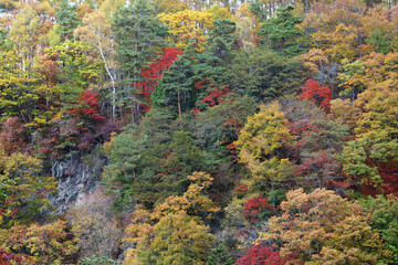 日本の山の森の秋の風景