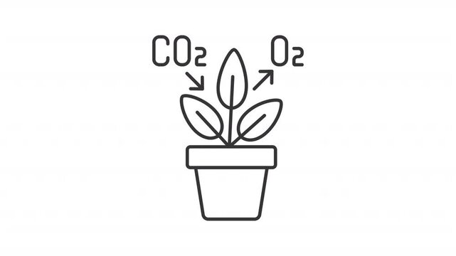 Animated photosynthesis icon. Potted plant line animation. Natural process. Indoor plant. CO2 converts in O2. Black illustration on white background. HD video with alpha channel. Motion graphic