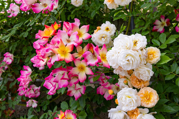 Beautiful pink and white landscaping roses flower blooming in the garden in Nagano.