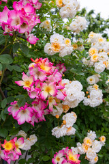 Beautiful pink and white landscaping roses flower blooming in the garden in Nagano.