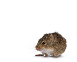 Grasmann's grass rat aka arvicanthis neumanni standing facing front. Looking side ways away from camera. Isolated on a white background.