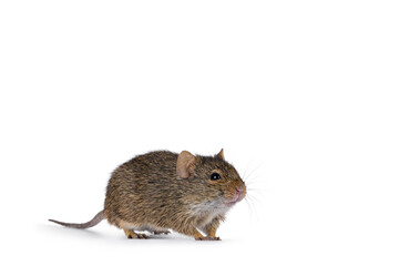 Grasmann's grass rat aka arvicanthis neumanni standing diagonal Looking straight ahead beside camera. Isolated on a white background.