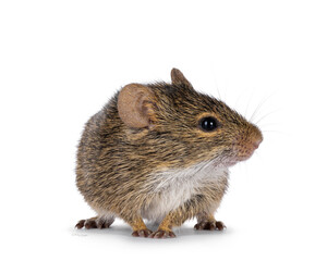Grasmann's grass rat aka arvicanthis neumanni standing facing front. Looking side ways away from camera. Isolated on a white background.
