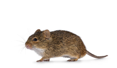 Grasmann's grass rat aka arvicanthis neumanni walking side ways. Looking straight ahead away from camera. Isolated on a white background.