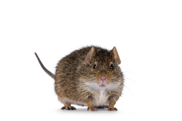 Grasmann's grass rat aka arvicanthis neumanni standing facing. Looking towards camera showing both eyes. Isolated on a white background.