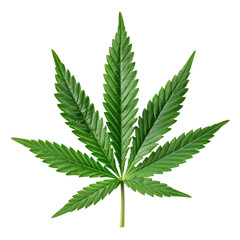 green cannabis leaf isolated