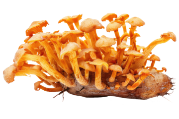 Cordyceps health mushroom isolated