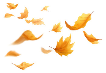 PNG Floating maple leaf effect, transparent background.  by rawpixel.