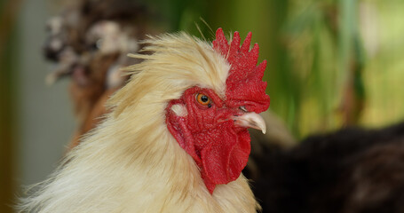 Cute rooster cockerel chicken looking at camera with curiosity.