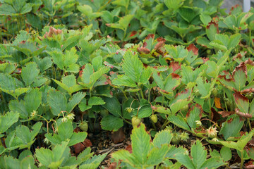 Lots of strawberry bushes growing in a garden bed in backyard