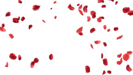 Rose petals or sakura flying petals, romantic background with realistic pink cherry flower petals flow or falling motion. Love, romance, floral spring season © Sompong