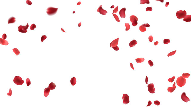 Rose petals or sakura flying petals, romantic background with realistic pink cherry flower petals flow or falling motion. Love, romance, floral spring season