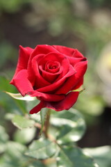 red rose with drops