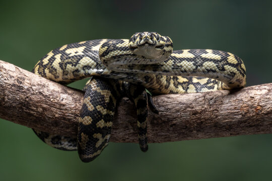 The Jungle Carpet Python (Morelia spilota cheynei) is a striking and popular python species native to the rainforests of Australia and Papua New Guinea.