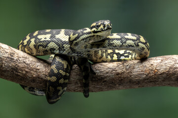 The Jungle Carpet Python (Morelia spilota cheynei) is a striking and popular python species native to the rainforests of Australia and Papua New Guinea.