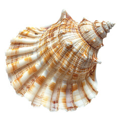 Fototapeta premium Top view of a single bonnet shell isolated on a white transparent background