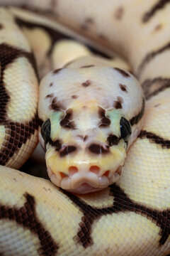 Closeup head of Ball Python Morph. The species is one of the most popular pet snake.