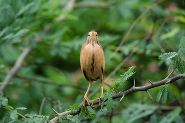 Cinnamon Bittern In Its Habitat 