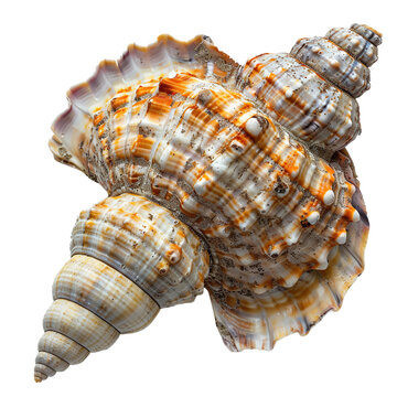 Top view of a single dove shell isolated on a white transparent background