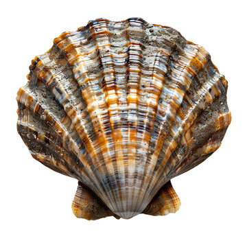 Top view of a single false limpet shell isolated on a white transparent background