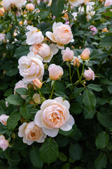 Beautiful orange cup shaped rose flowers blooming in a garden in Nagano.