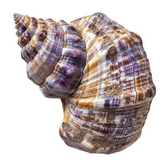 Fototapeta premium Top view of a single keyhole limpet shell isolated on a white transparent background