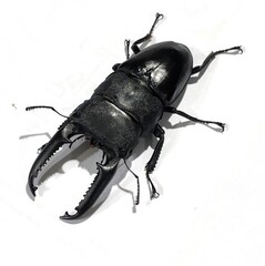 Black beetle isolated on white background in nature close-up with antenna