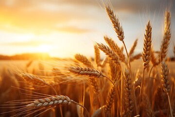 Wheat field. Ears of golden wheat close-up. Rich harvest Concept.