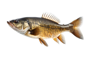 Naklejka premium A Single Black Bass Swims Against a White Background on a White or Clear Surface PNG Transparent Background.