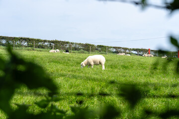 Schaf auf Wiese in Nordirland