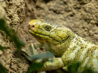Wickelskink