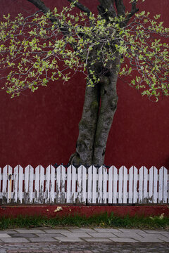 A trree behind a white fence in front of a red house
